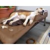 Matrace pro střední a velké psy hnědá s podhlavníkem um. kůže L-2XL