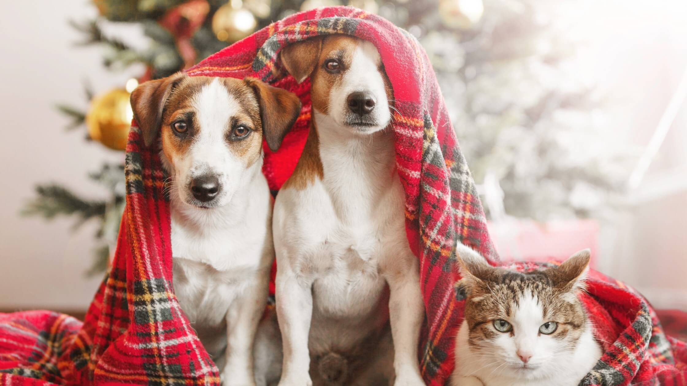 7 tipů jak strávit klidné Vánoce s mazlíčky