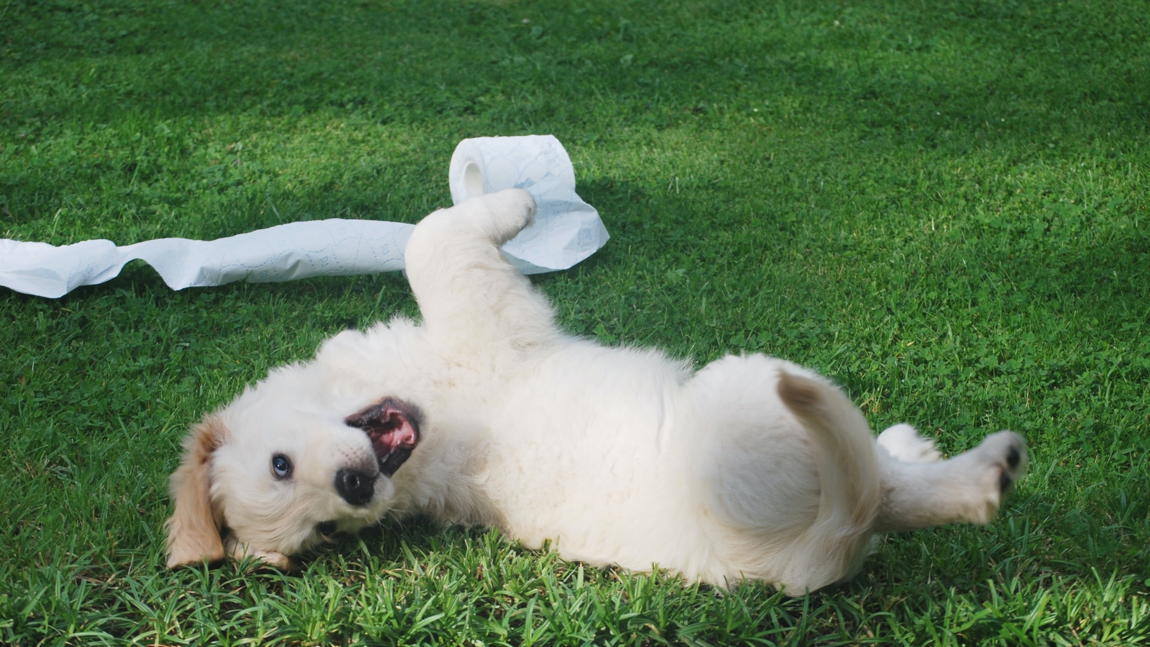 Proč psi požírají výkaly?