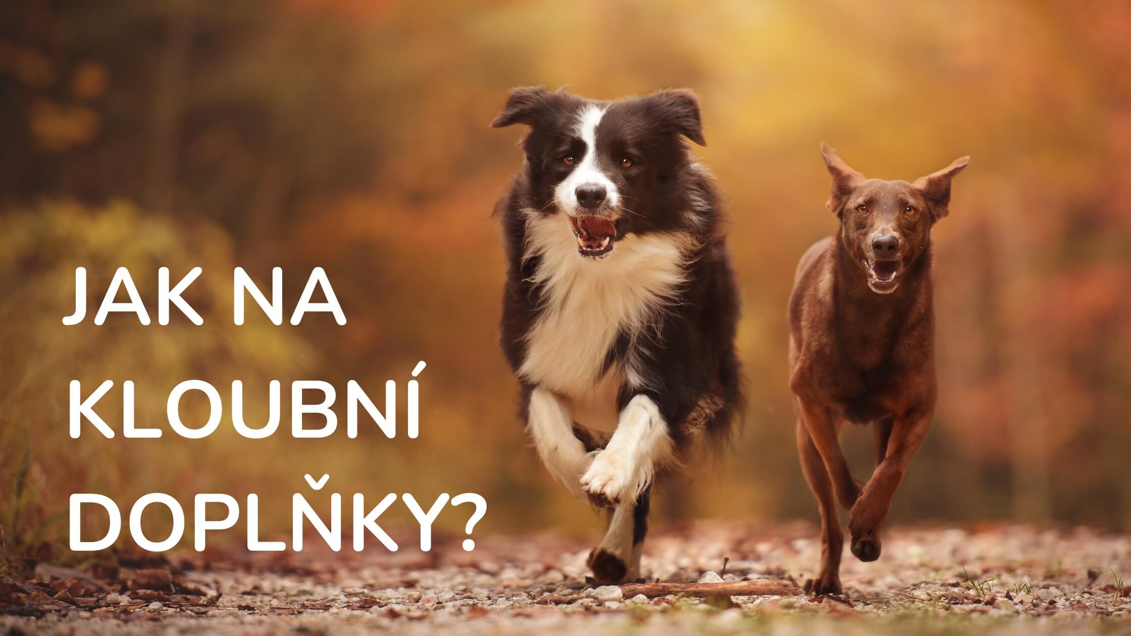 Jak vybrat kloubní doplněk pro psa