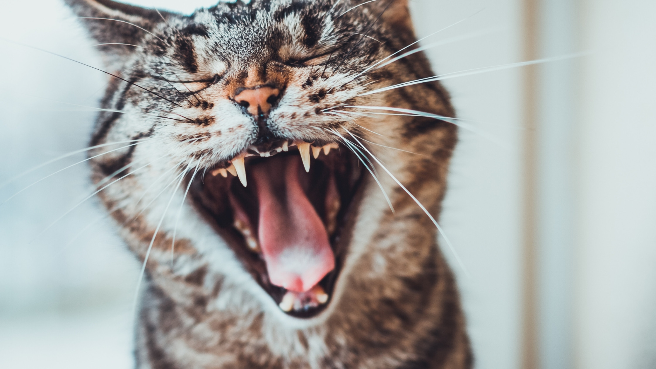 Stačí kočkám na čištění zubů granule?