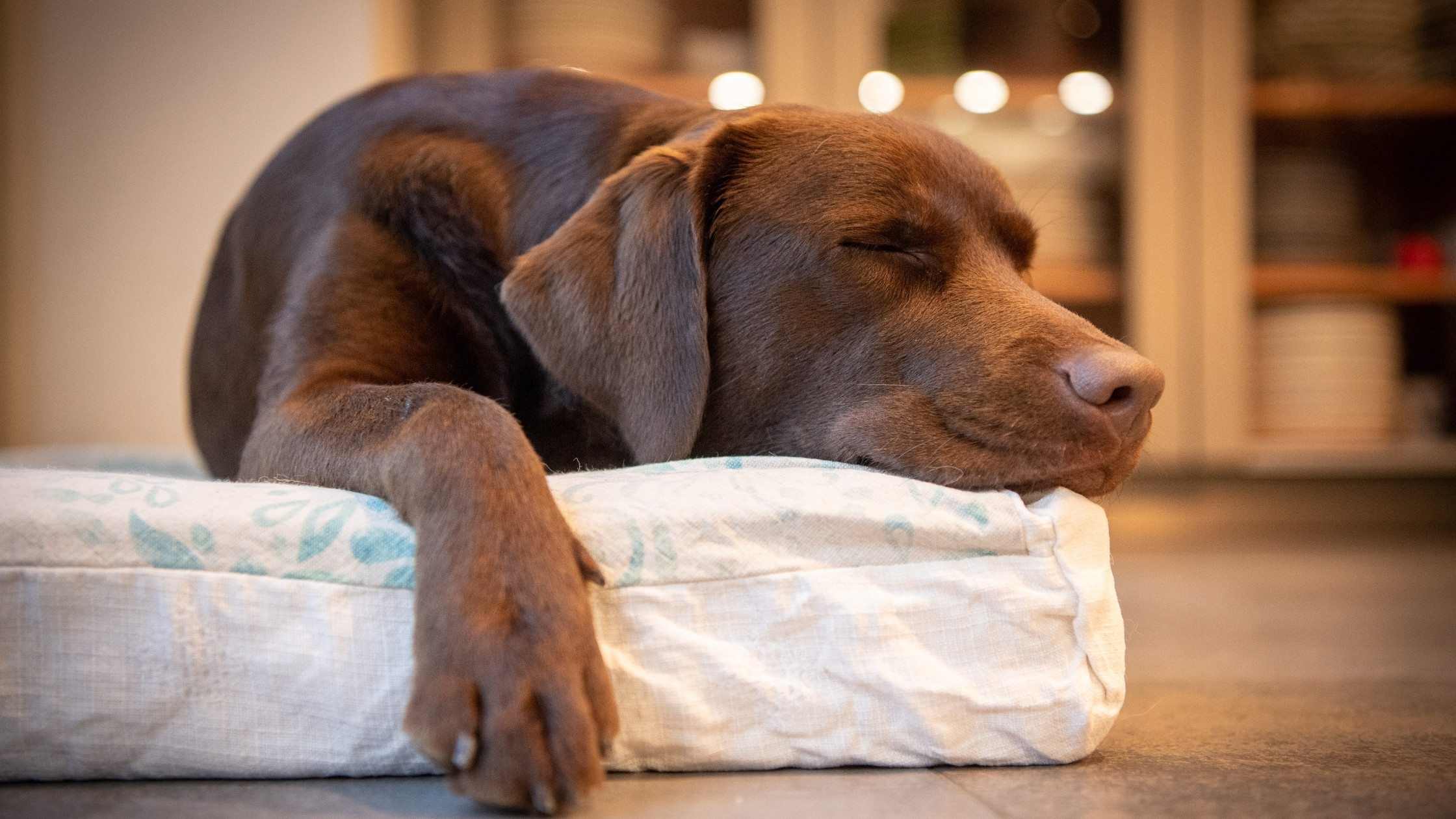 Co víme o psím spánku