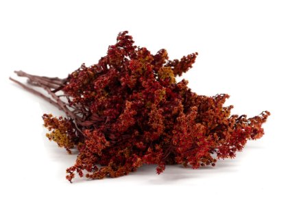 Solidago Zlatobyľ červená 3