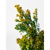 Solidago zelené – dekoračná rastlina vhodná na aranžovanie a floristické kompozície.