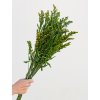 Zelený Solidago – prírodná stabilizovaná zeleň do kytíc a vázy.