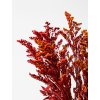Stabilizovaná Solidago červená – štýlový doplnok pre prírodné aranžmány.