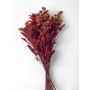 Solidago červené – dekoratívna rastlina vhodná do jesenných a zimných aranžmánov.