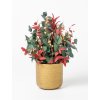Stabilizovaný aranžmán Christmas Eucalyptus v zlatom kvetináči
