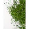 Detail stabilizovanej gypsophily