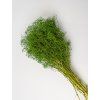 Stabilizovaná Gypsophila mini - zelená