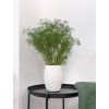 Zelená stabilizovaná gypsophila mini