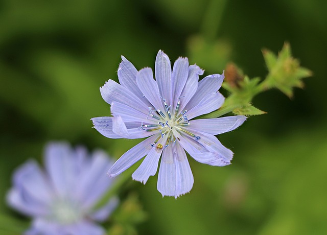 chicory-1515697_640
