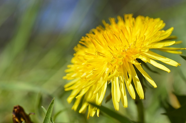 dandelion-4119846_640