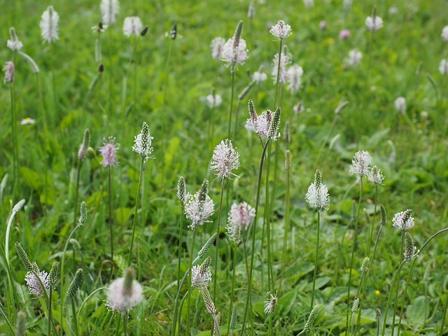 hoary-plantain-609968_640