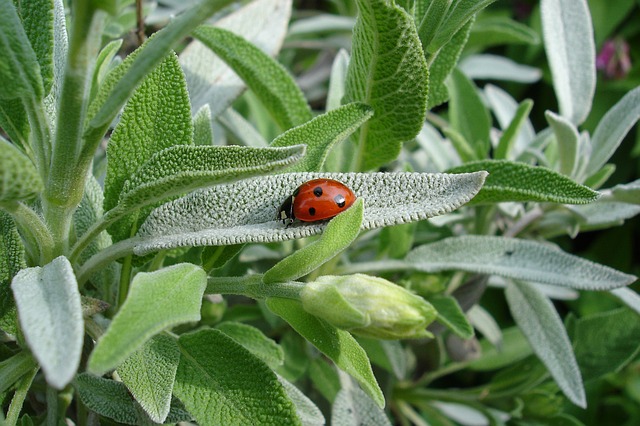 ladybug-1428899_640
