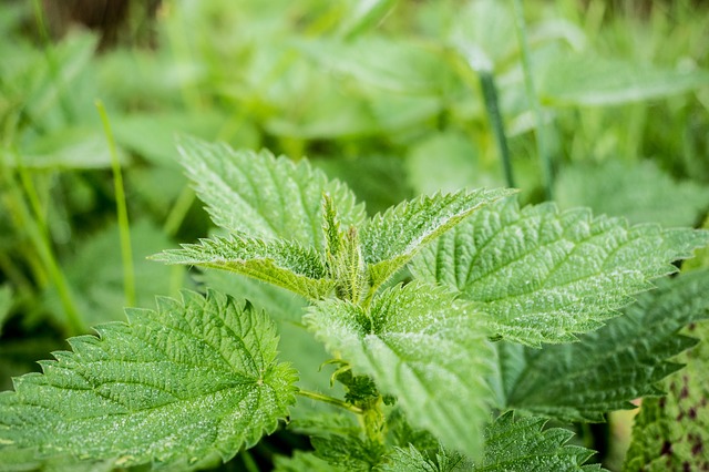 stinging-nettle-503939_640
