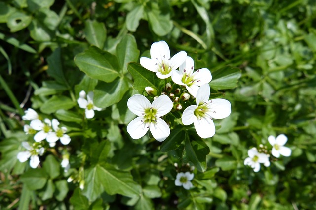 watercress-333746_640