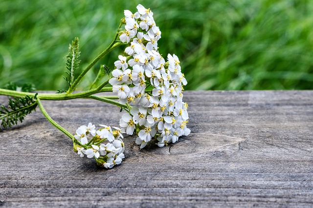yarrow-2555356_640
