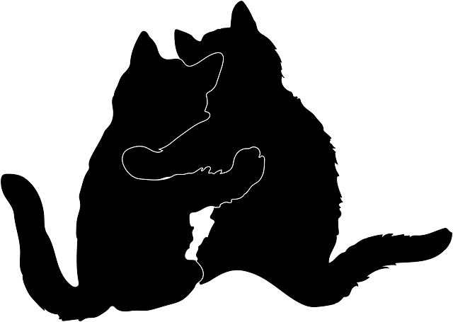 cat-4195210_640