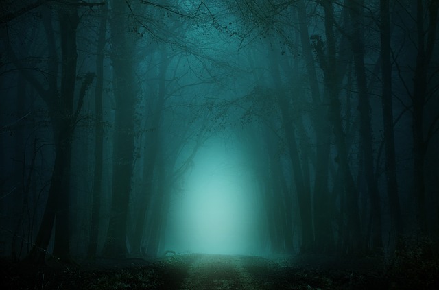 forest-4099730_640