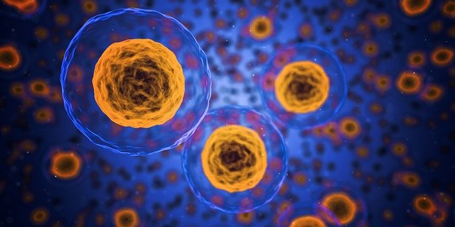 cells_fasting
