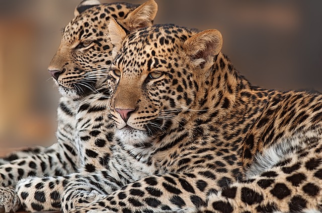 leopard-2796526_640