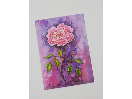 autorská pohlednice růže
