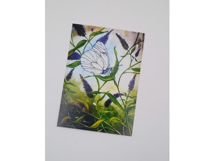 pohlednice s motýlem