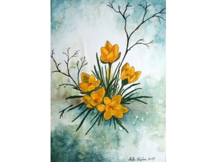 akvarel krokusy