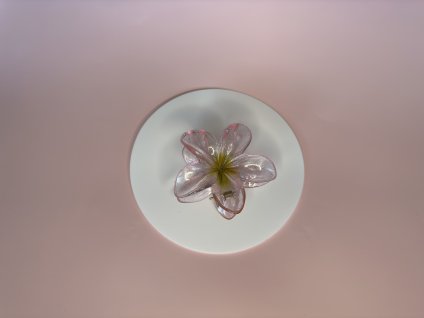 Skřipec - Tropická květina, průhledná se třpytkami