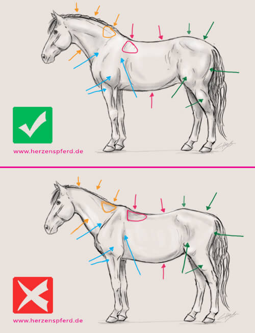 svalová kondícia koní