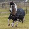 Irish Turnout Pony Black 654 656 P scaled