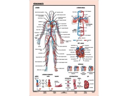 Učebná pomôcka, A4,  STIEFEL "Vérkeringés - Krvný obeh" - výrobok v MJ
