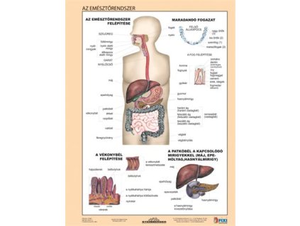 Učebná pomôcka, A4,  STIEFEL "Az emésztőrendszer - Tráviaci systém" - výrobok v MJ