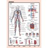 Učebná pomôcka, A4,  STIEFEL "Vérkeringés - Krvný obeh" - výrobok v MJ