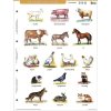 Študentská pomôcka, A4, STIEFEL" Domáce zvieratá/A ház körül élő állatok"  -výrobok v MJ