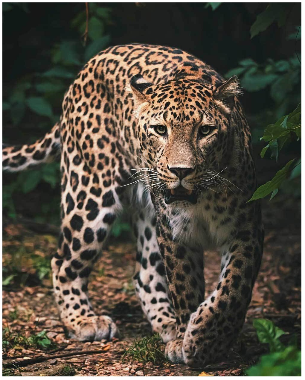 Levně Jerry Fabrics Mikroflanelová dětská deka Leopard green 120x150 cm