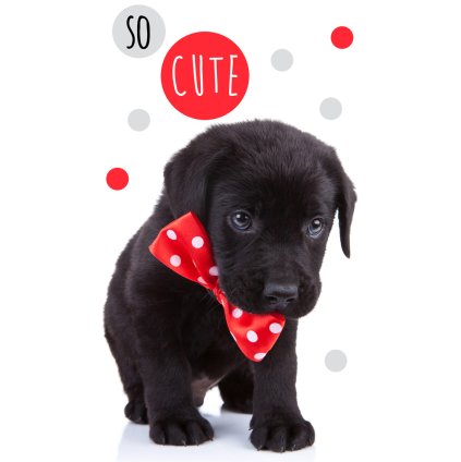 Froté uteráček Roztomilé šteniatko