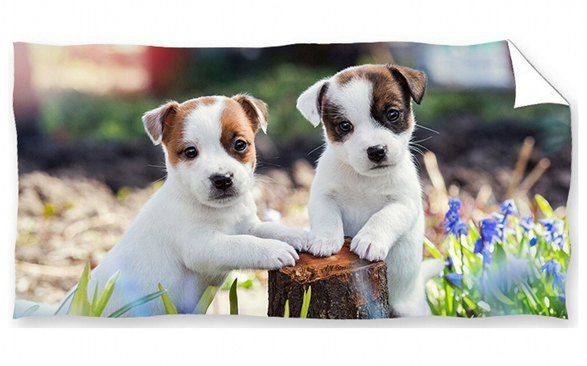 Teriér Jack Russell teriér uterák 70x140 cm