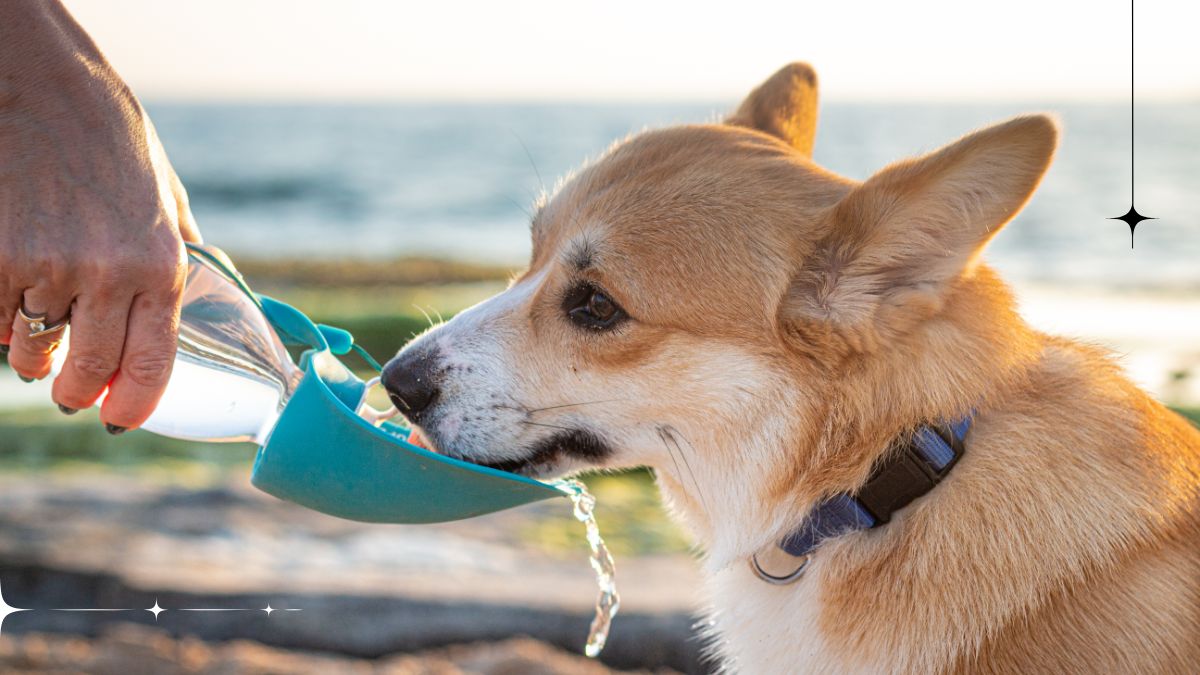 Je voda z kohoutku vhodná pro psa nebo kočku?