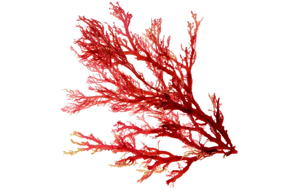 Astaxanthin – nejúčinnější antioxidant