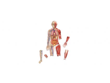 375 ludske telo magneticke