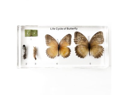 972 zaliaty exemplar vyvoj motyla