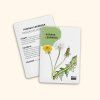 karty bylinky3