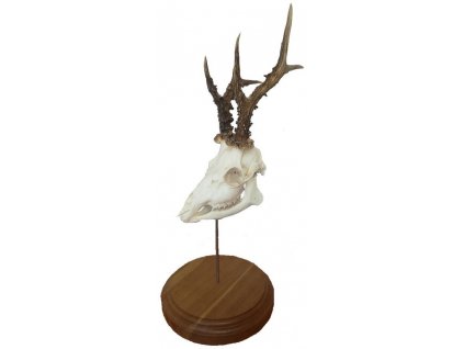 podložka pod trofej srnce na postavení č.161