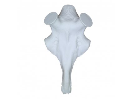 Lebka jelena na parohy - shozy - velká, průměr pučnic 60 mm