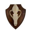 g6a2fe1c179874 308k s trofeji selma