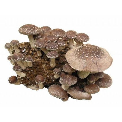 Sadba - Shiitake / Houževnatec jedlý