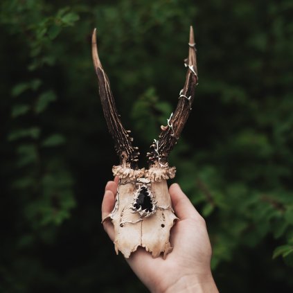 Srnčí lebka s obsidiánem