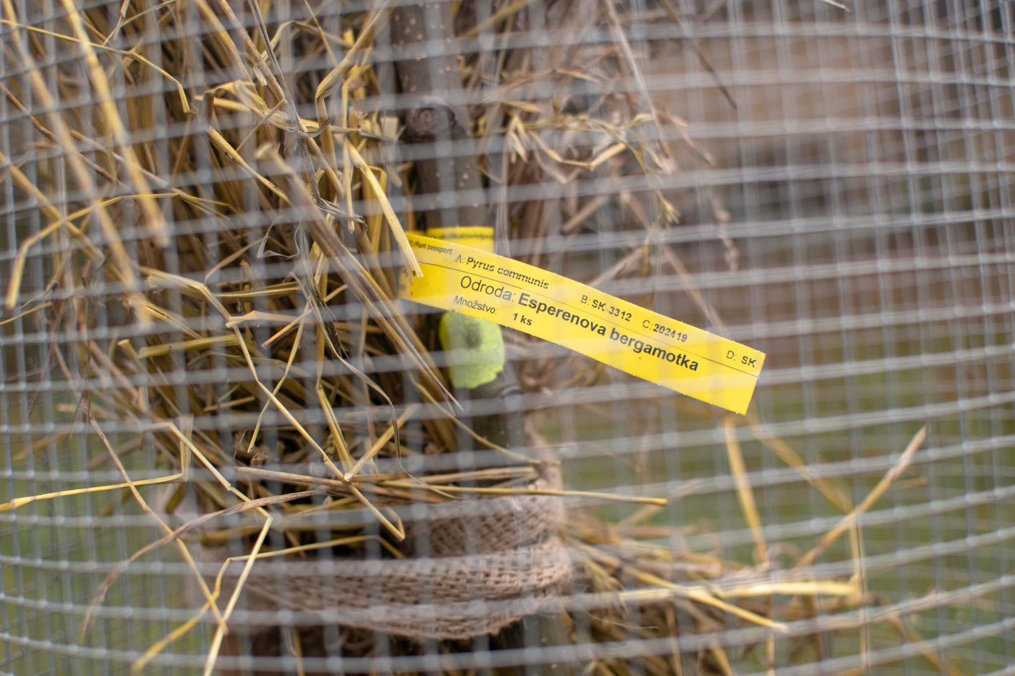 Výsadba jedlých pôvodných odrôd so Sady Vihorlatu